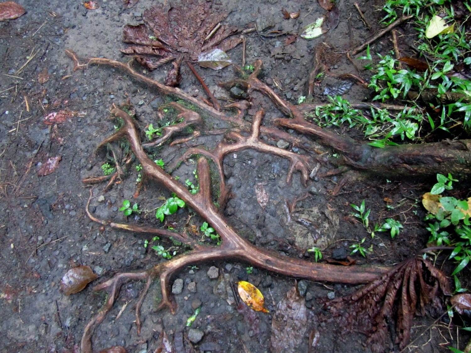 clogged-sewer-drains-with-tree-roots-in-sewer-pipe